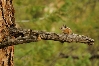 Uninta Chipmunk.jpg